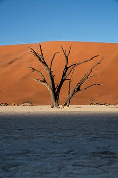 Eeuwenoude dode boom in Namibë woestijn 2