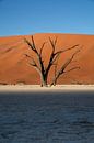Ancient dead tree in Namibia desert 2 by Jurrie Renskers thumbnail