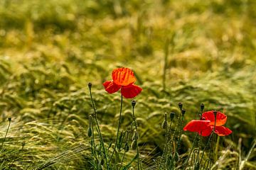 Poppies in the cornfield