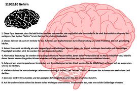 Cerveau 11902.10