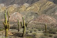 Los Cardones N.P. in Argentina