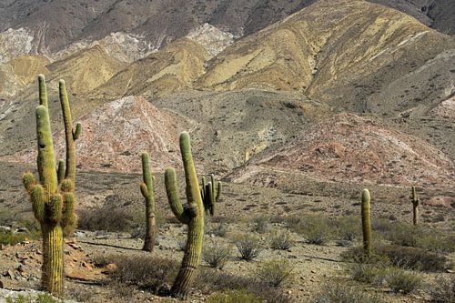 Los Cardones N.P. in Argentinië van Antwan Janssen