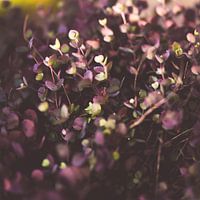 Purple leaf
