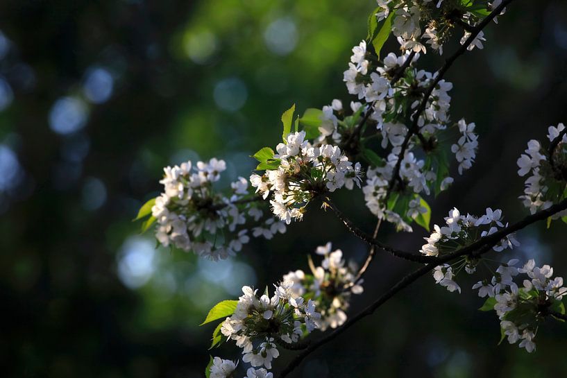 Printemps par Thomas Jäger