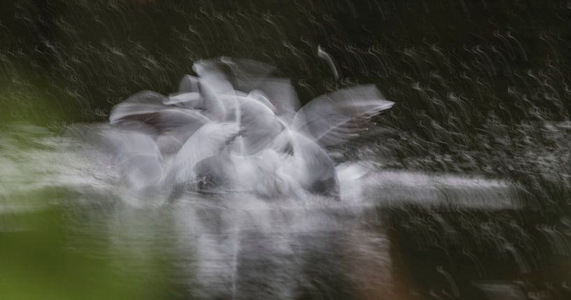 hungrige Lachmöwen von Guido Rooseleer