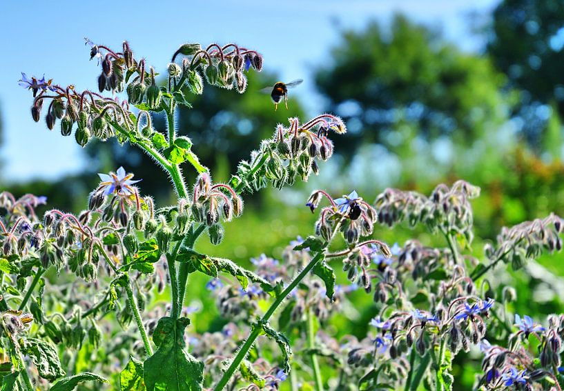 Bienenflug 2 par Edgar Schermaul