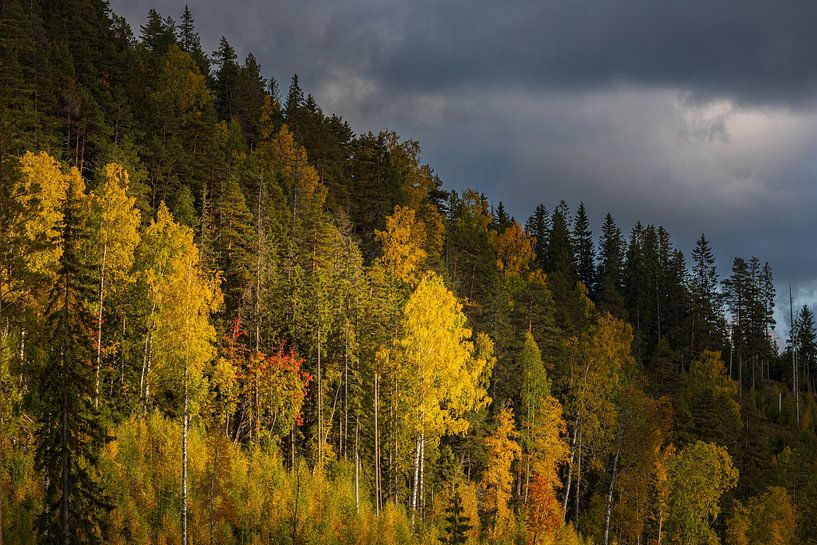 Sun on wooded hillside under threatening sky by Ate de Vries