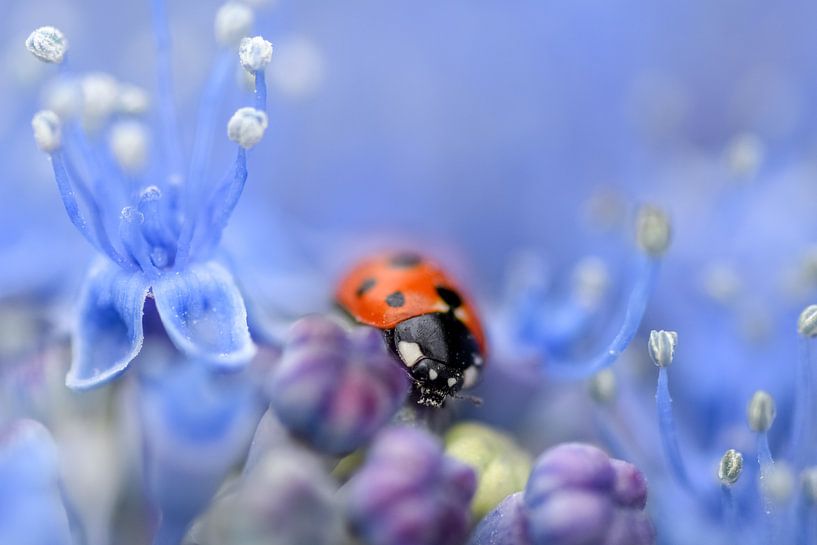 Ladybug on purple flower by Kim de Been