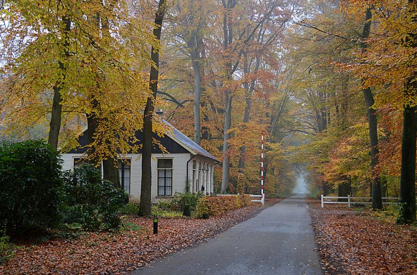 Automne Gravenallee Almelo par Lambertus van der Vegt