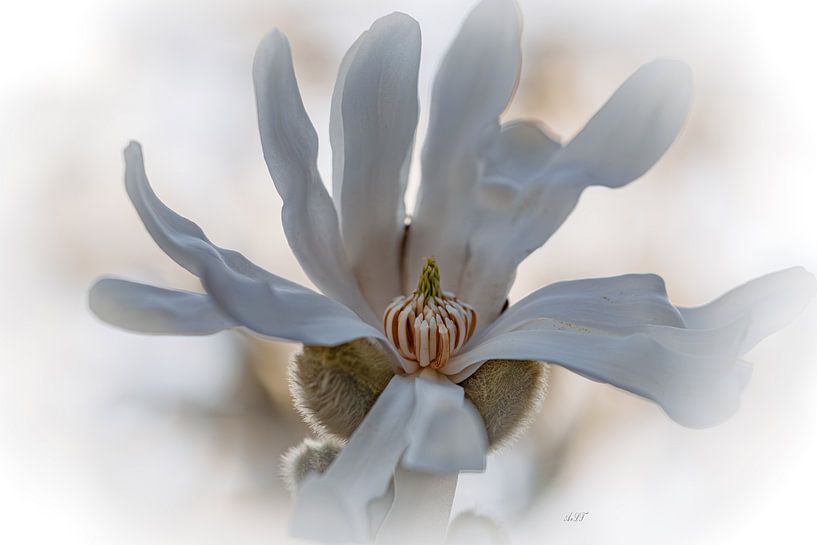 Magnolie Stellata von Alida van Luijn-Toet