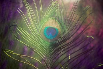 feather of a peacock