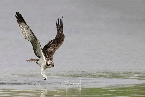 Osprey