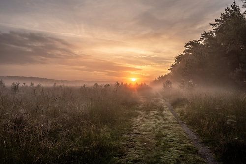 Planken Wambuis part 121