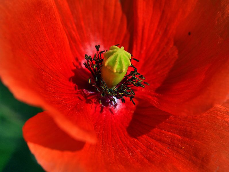 Maïs papaver Macro van Edgar Schermaul