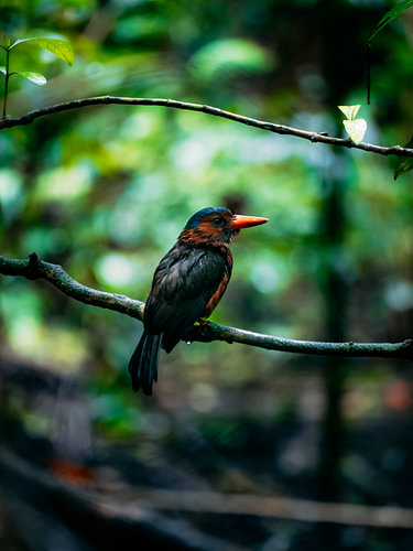 Green-backed Kingfisher
