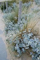 Blauwe zee distel en gras 02