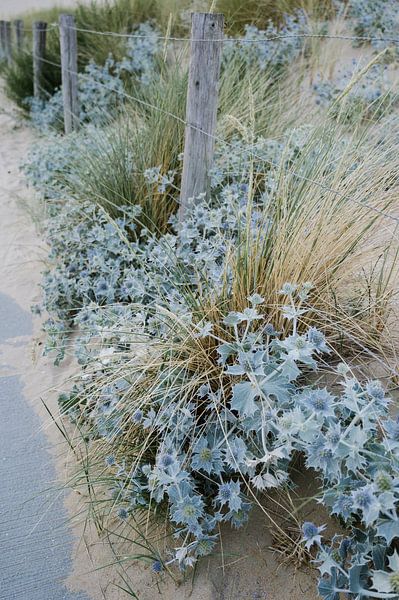 Blauwe zee distel en gras 02 van Lisenka l' Ami Fotografie