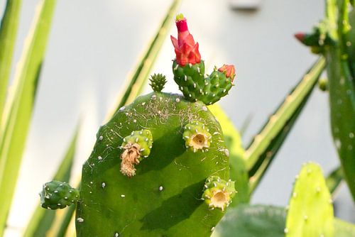 Cactus met roze bloem op Curacao, Nederlandse Antillen