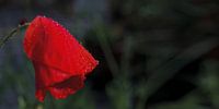 Poppy with dewdrops