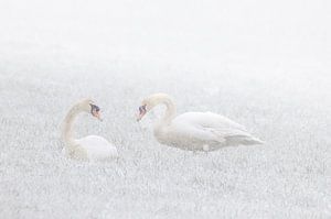 Schwäne im Schnee von natascha verbij