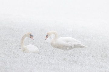 Swans in the snow by natascha verbij