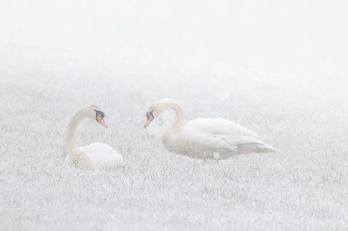Zwanen in de sneeuw
