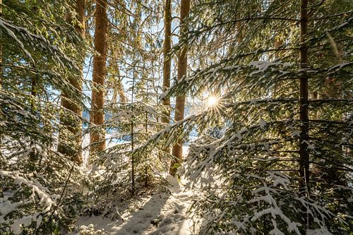 Wintermagie in het bos met de eerste zonnestralen