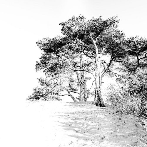 Kootwijkerzand highkey