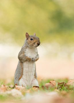 Grey squirrel by Elles Rijsdijk