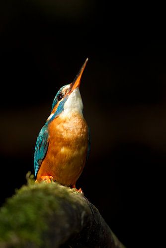 IJsvogel gefotografeerd in het Gooi