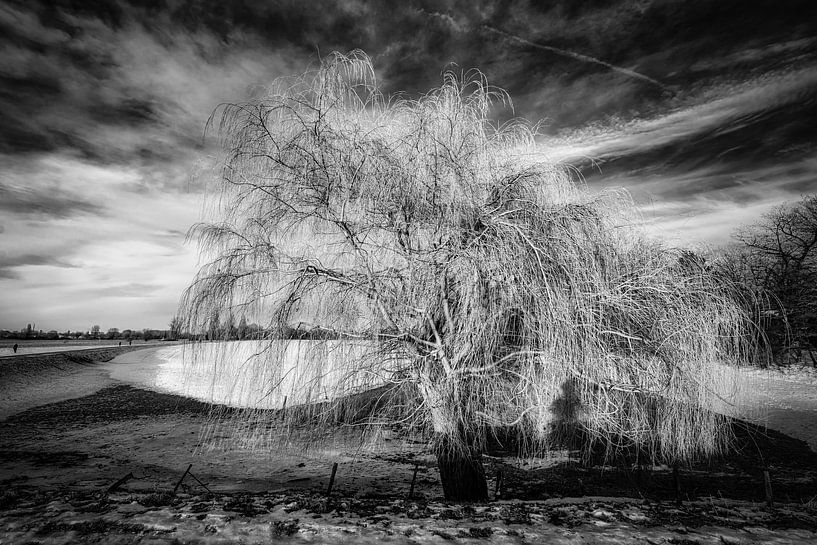 Winterlandschap met boom en sneeuw en wolkenformatie in zwart-wit van Dieter Walther