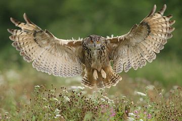Eagle owl in flight by Jeroen Stel