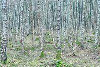 Birkenwald