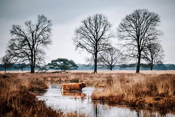 Schotse Hooglander in Veenlandschap van Dennis Venema