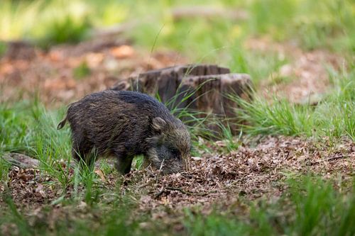 Wild zwijn in het bos