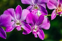 Une orchidée au Sri Lanka.