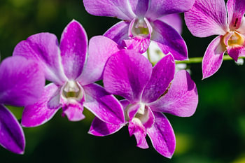 An orchid in Sri Lanka.