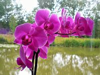 Paarse orchidee