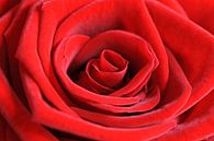 Rode roos van Barbara Brolsma thumbnail