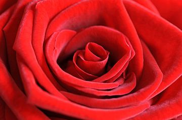 Rode roos van Barbara Brolsma