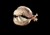 Mirrored garlic sheet, feuille d'ail