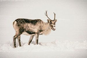 Rentiere beim Grasen im Schnee im Winter in Nordnorwegen