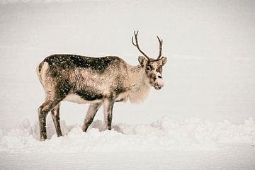 Renne broutant dans la neige en hiver dans le nord de la Norvège