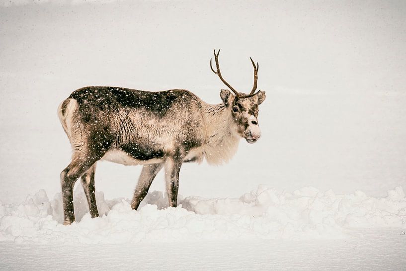 Rentiere beim Grasen im Schnee im Winter in Nordnorwegen von Sjoerd van der Wal Fotografie