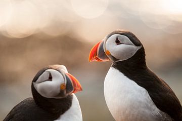 Puffin by Stijn Smits
