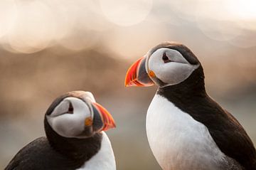 Puffin van Stijn Smits