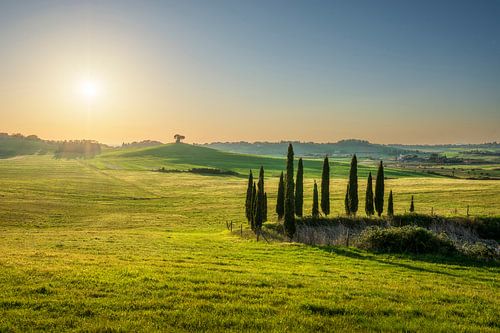 Landschap in de Maremma. Glooiende heuvels en cipressen.