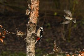 sparrows attack woodpecker by Arie Jan van Termeij