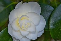 A yellow heart in the white japanese rose