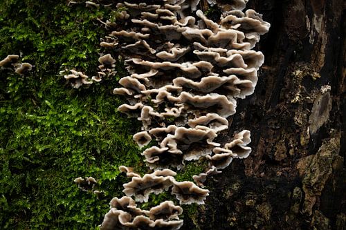 Mix nature structures